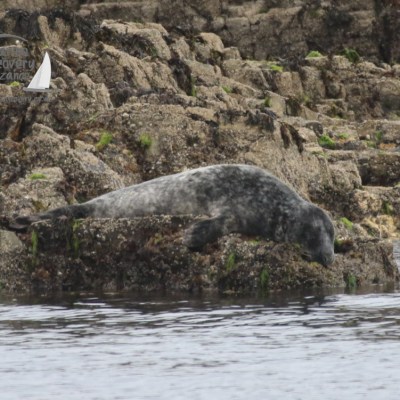 grey seal