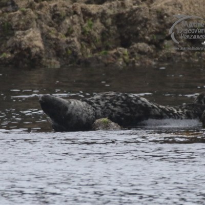 grey seal Seaweed