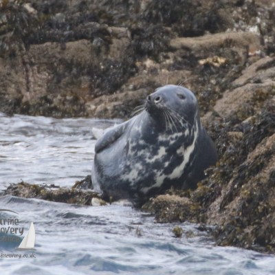 grey seal
