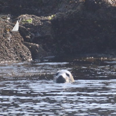 grey seal