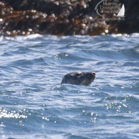 grey seal