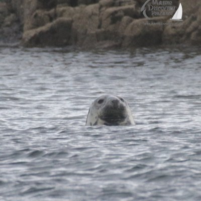 grey seal