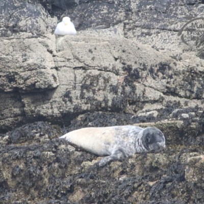 grey seal