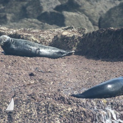grey seals