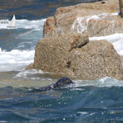 grey seal swimming