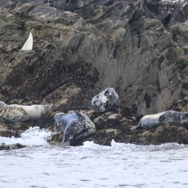 grey seals