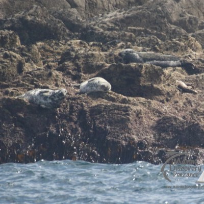 grey seals