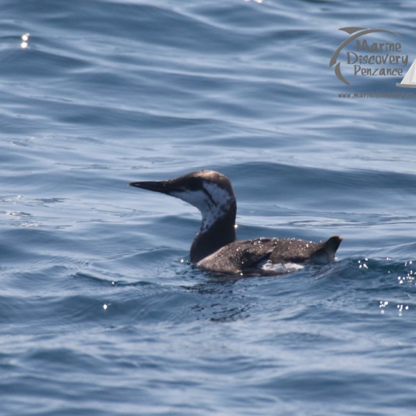 guillemot