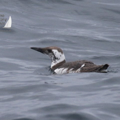 guillemot