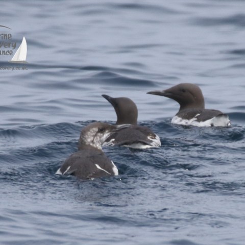 guillemots