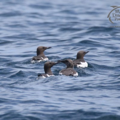 guillemots