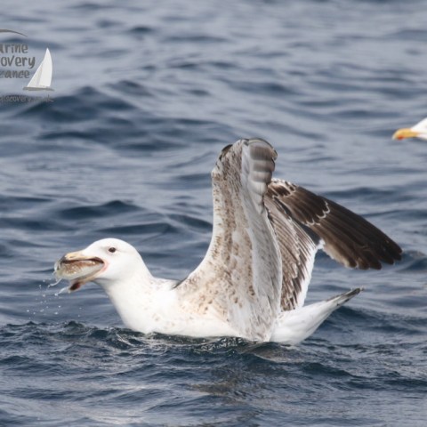 gull feeding on cuttlefish