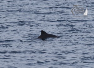 harbour porpoise