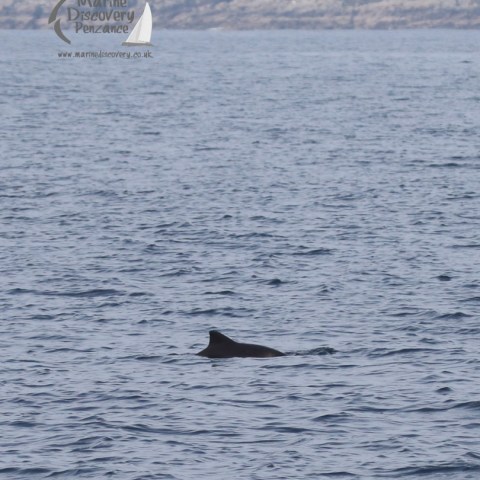 harbour porpoise