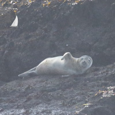 juvenile seal