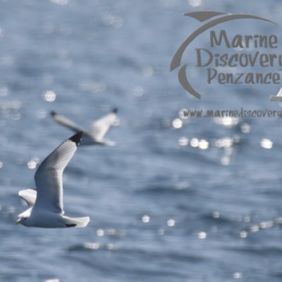 a bird flying over a body of water
