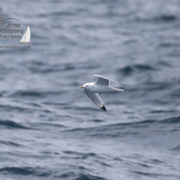 kittiwake