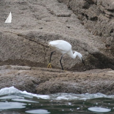 little egret