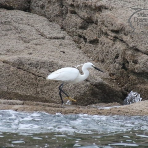 little egret