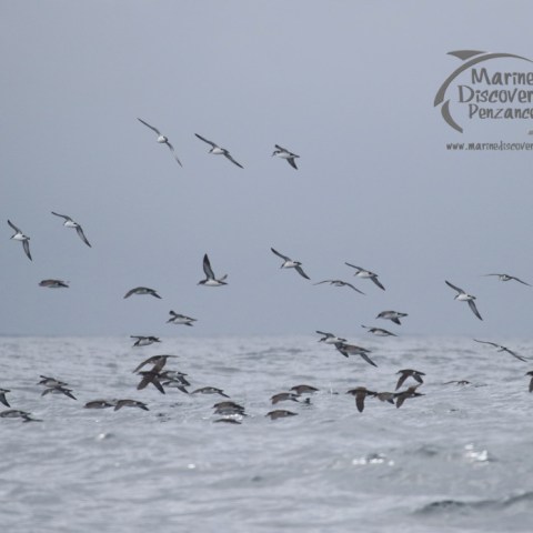 manx shearwaters