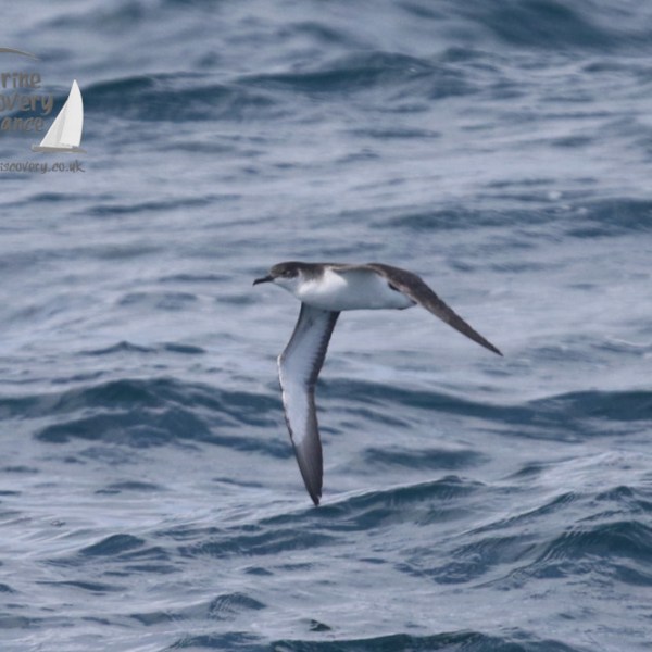 manx shearwater