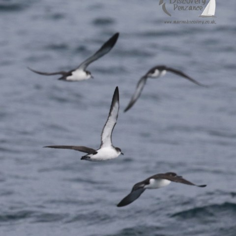 manx shearwaters