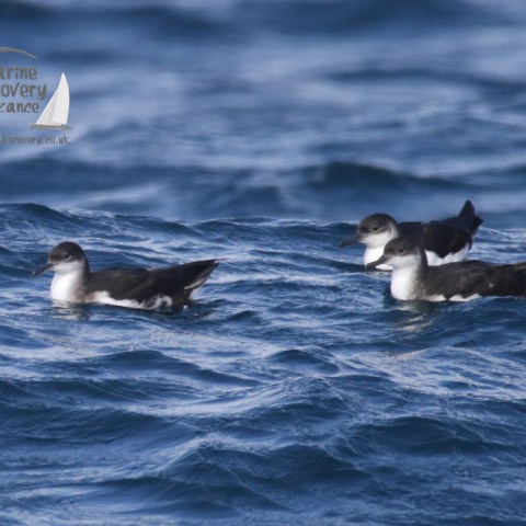 manx shearwaters