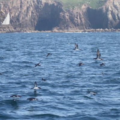 manx shearwaters at Land's End