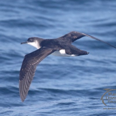 manx shearwater