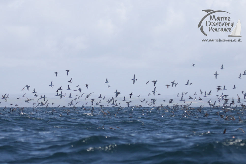 manx shearwaters