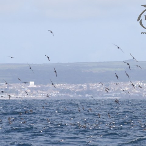 manx shearwaters