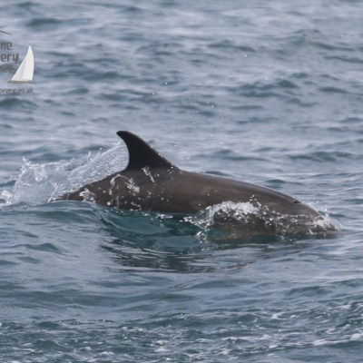 melanistic common dolphin