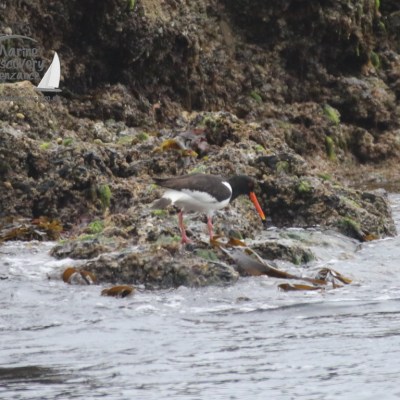 oystercatcher