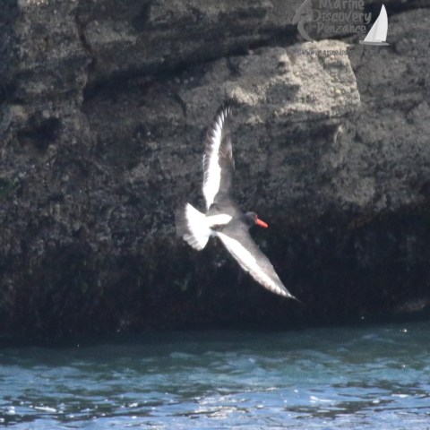 oystercatcher