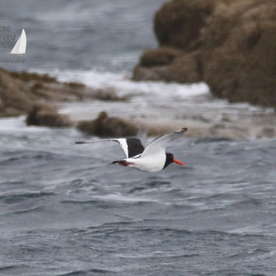 oystercatcher