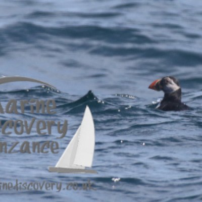 a bird swimming in water
