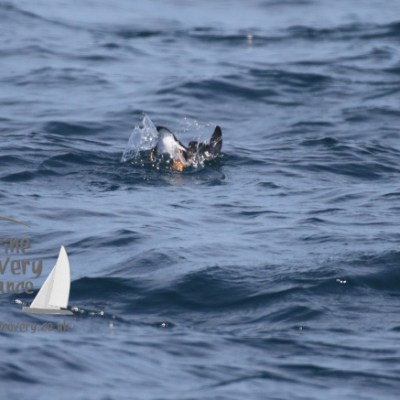 a bird swimming in water next to the ocean