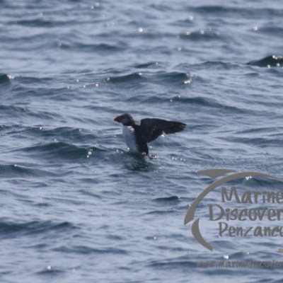 a flock of seagulls are swimming in a body of water