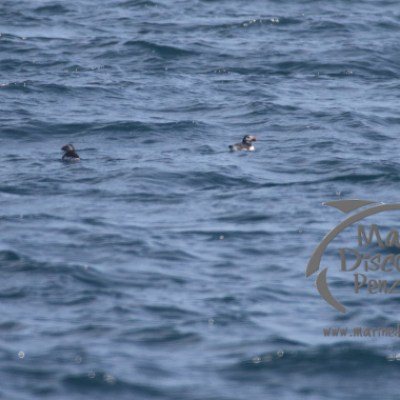 a group of people swimming in a body of water