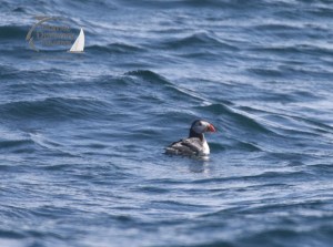 puffin