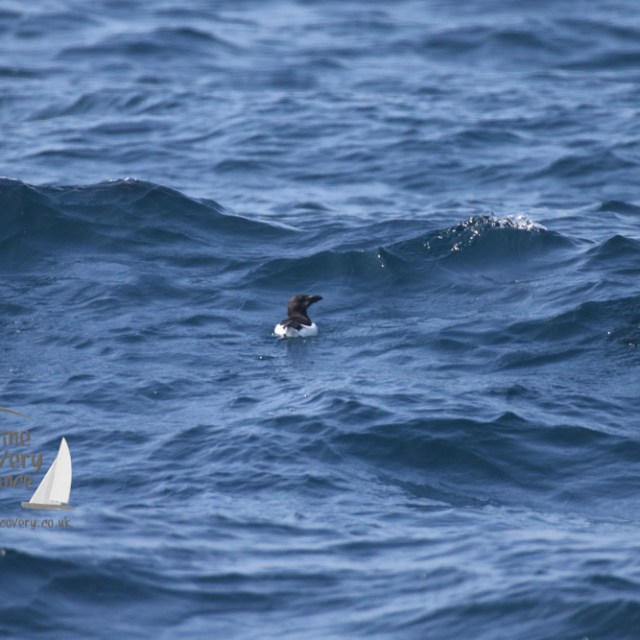 a bird swimming in water next to the ocean