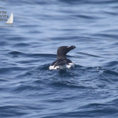 razorbill