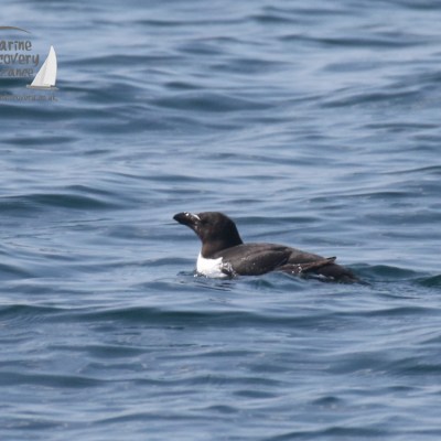razorbill