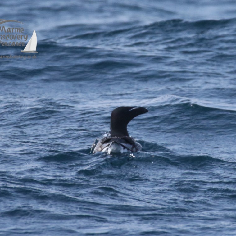 razorbill