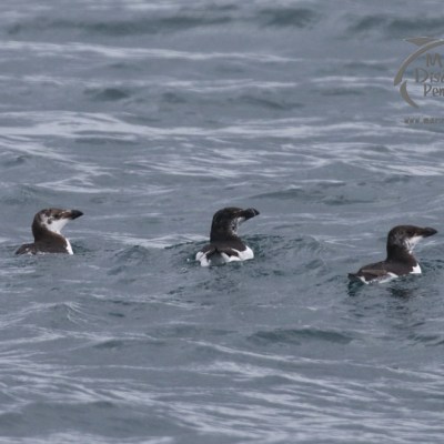 razorbills
