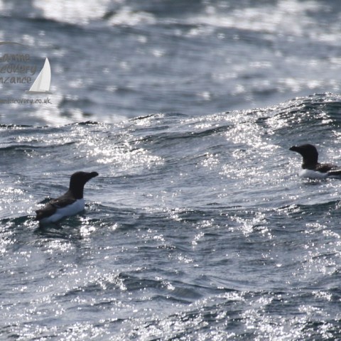 razorbills