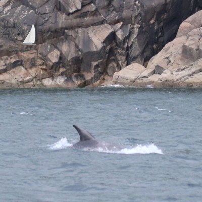 risso's dolphin