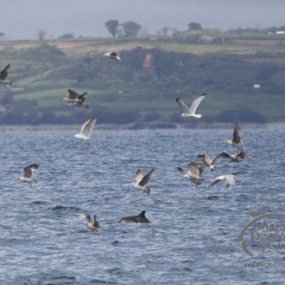 seabirds and dolphins