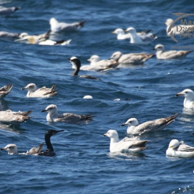 seabirds on water