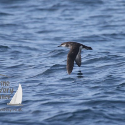 a bird swimming in water next to a body of water